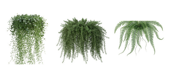 Fototapeta premium Selection of three green hanging houseplant options featuring trailing vines and delicate leaves on transparent background for home interior decor.