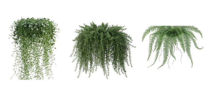 Selection of three green hanging houseplant options featuring trailing vines and delicate leaves on transparent background for home interior decor.