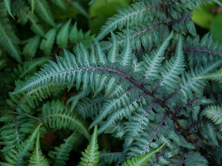 Painted Fern Fronds with Burgundy Stems Close-Up, Athyrium Japanese Fern Leaf Texture — Shade Garden Botanical Concept © Svetlana