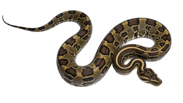 Patterned python coiled and resting, isolated on transparent background