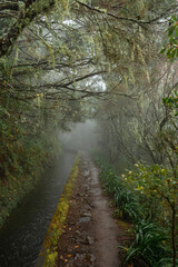 Fototapeta premium A narrow stone path runs alongside a water canal through a dense, foggy forest. This scene represents tranquility, nature exploration, and the concept of a journey through the unknown.