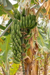 A large bunch of green unripe bananas grows on a tropical tree in a plantation. This image represents sustainable agriculture, organic farming, and the natural process of food production. © JULIA