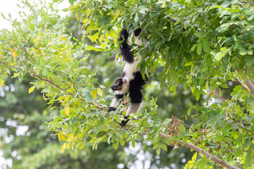 Fototapeta premium Black and white ruffed lemur hanging upside down in lush tree canopy