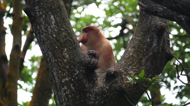 an alpha male proboscis monkey in the wild, sitting and eating at mangrove leaves at Tarakan, Indonesia. Proboscis monkey foraging at mangrove forest. Wild nature stock footage.