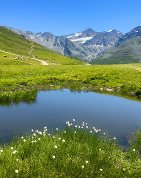 Landscape with white flowers and lake in Austrian Pitztal Glacier and Lake Riff - Rifflsee