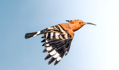 Abubilla sobrevolando Montamarta, Zamora © BIMBAZOS