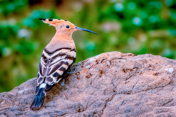 Abubilla en montamarta zamora, posada en una roca © BIMBAZOS