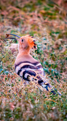 Abubilla en montamarta zamora, ejemplar comiendo en la pradera © BIMBAZOS