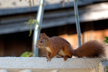 Red squirrel a closeup portrait © Janusz
