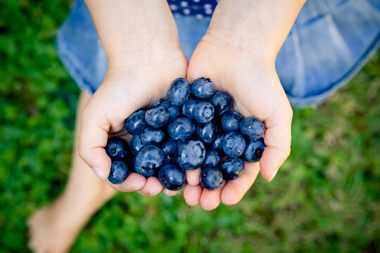 Little girl's hands holding blueberries
