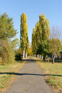 Tree-lined path in autumn with yellow foliage
