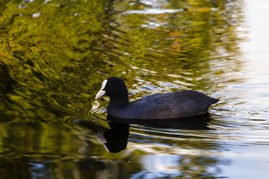Eurasian coot swims across a calm pond with green reflections and gentle ripples, showing a wild waterbird in its natural freshwater habitat and peaceful environment.