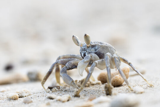 Small Ghost Crab on Sandy Beach in Koh Samui, Thailand 