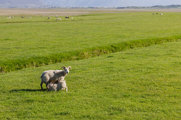 Horned Icelandic ewe stands in a sunlit green pasture while her lamb nurses beneath her. Other sheep dot open farmland, with distant hazy mountains on the horizon. © Artem