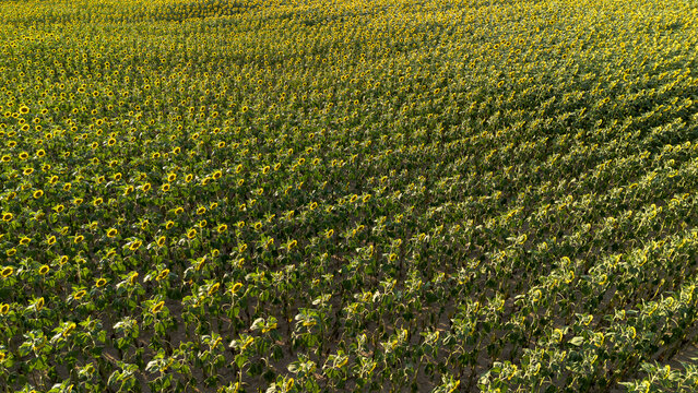 Sunflower field, Czech countryside, Bohemia
