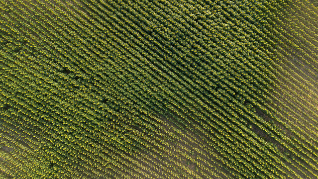 Sunflower field, Czech countryside, Bohemia