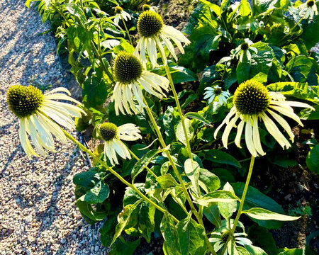 White echinacea coneflower blossoms blooming in summer garden under bright sunlight with green leaves and gravel path background, natural organic herbal palette, ideal for wellness, homeopathy, botani