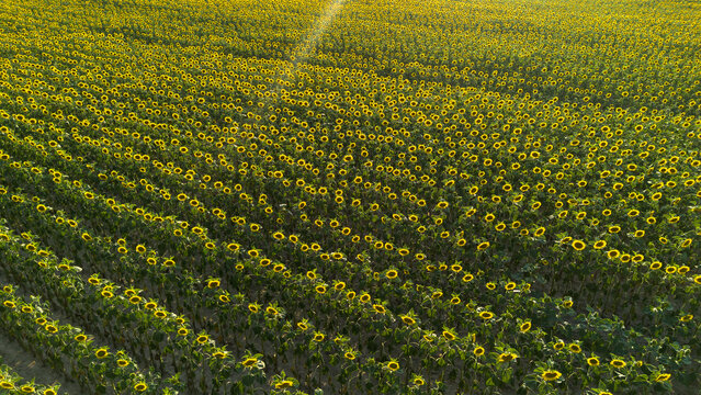 Sunflower field, Czech countryside, Bohemia