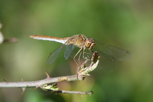 the female southern darter dragonfly (Sympetrum meridonale)