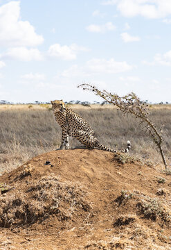 Cheetah staring over shoulder