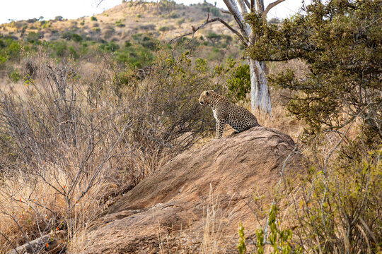 leopard staring