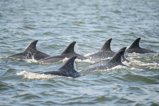 Dolphins in a pod, a group of dolphins swimming together in the ocean  