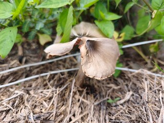 mushroom Straw in the forest © samrueng