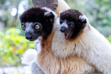 Madagascar, Nosy Be, Crowned Sifaka (Propithecus coronatus), mother and cub © Luigi