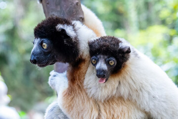 Madagascar, Nosy Be, Crowned Sifaka (Propithecus coronatus), mother and cub © Luigi