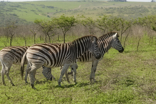 small group of plains zebras standing and grazing together in an open grassy pasture against rolling hills and acacia trees