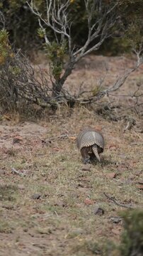 Nine-banded armadillo 
