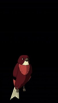 Animated Little brown bird Perched Chirping Alpha Channel Footage