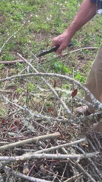 cutting and pruning of trees and branches, gardening work, part of a series