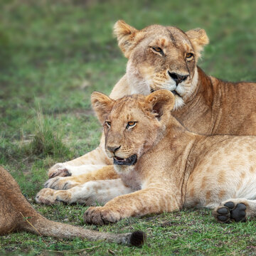 Lioness, panthera leo, and cub resting after feeding. The cub is evidently very full, and needs to rest and digest. Masai Mara Triangle, Kenya.