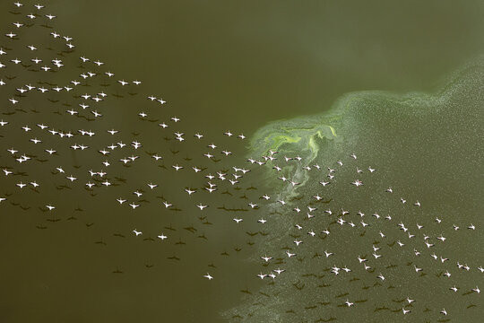 Lesser flamingos in flight over Lake Magadi, South Rift Valley, Kenya. A hypersaline and alkaline soda lake fed by geothermal activity, with swirling patterns of minerals on the water surface.