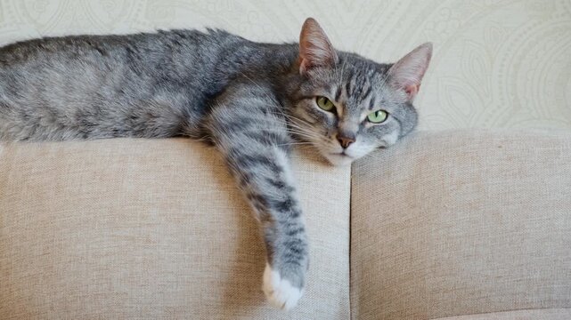 Grey tabby cat lying on a beige sofa. Cute domestic feline resting comfortably at home. Pet lifestyle and animal companionship concept inside a cozy apartment living room interior.