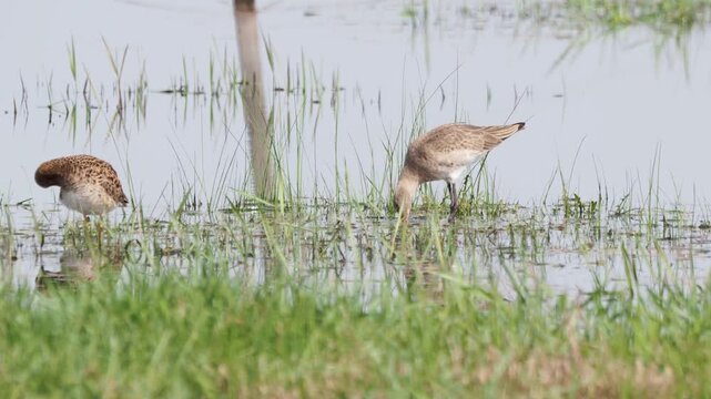Black-tailed Godwit (Limosa limosa) feeding on flooded plain during spring migration