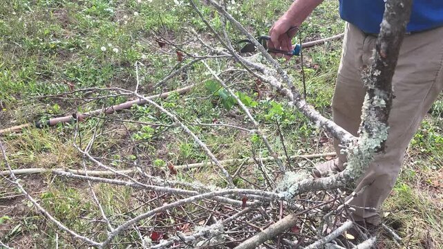 cutting and pruning of trees and branches, gardening work, part of a series