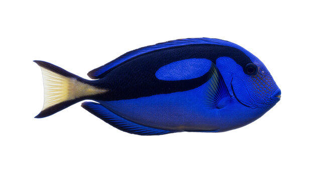 Vibrant blue regal tang fish with yellow tail, isolated on transparent background