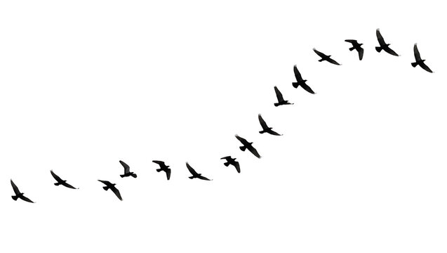 Flock of black birds flying in formation, isolated on transparent background