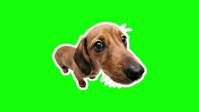 Cute dachshund puppy at home. Pop Up Cute Dachshund Puppy Animation on Green Screen Background