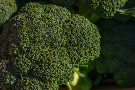 Close up view of fresh green broccoli heads at an autumn market. Seasonal vegetable retail, organic nutrition