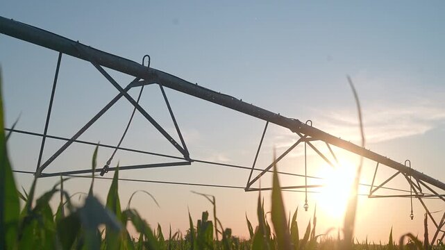 Pivot irrigation system spans corn field at sunset. Agriculture sprinkler above corn crop. Sunrise lights pivot structure. Corn grows under irrigation. Field equipment at sunset over corn plants.
