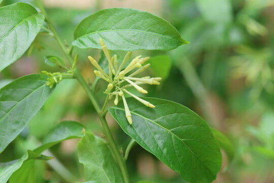 Night Blooming Jasmine (Cestrum Nocturnum) Greenish Yellow Tubular Flower Buds and Leaves Close Up