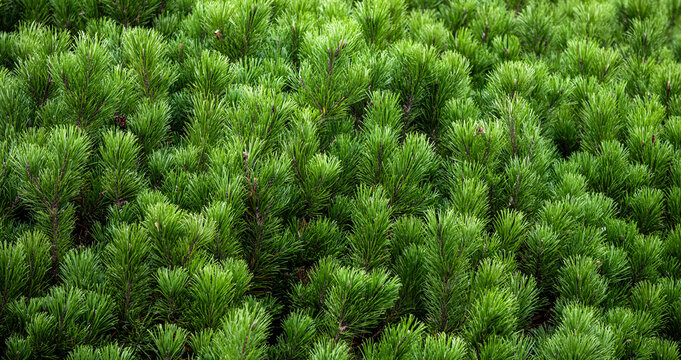 Lush green pine tree branches needles natural texture background