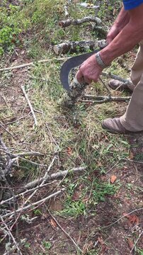 cutting and pruning of trees and branches, gardening work, part of a series