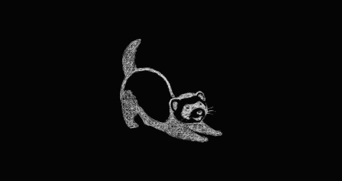 Sketch playful ferret icon animation - smooth progressive reveal