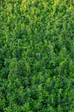 Dense green alfalfa field texture overhead vertical view