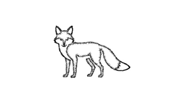 Sketch red fox icon animation - smooth progressive reveal