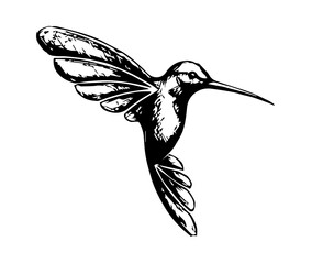 hummingbird vector illustration © ZA Qazi
